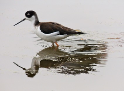 Black-necked Stilt