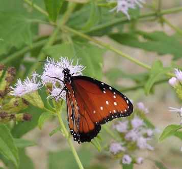 Butterfy