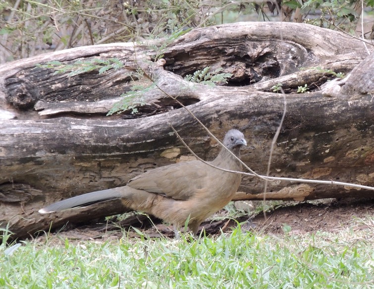 Chachalaca