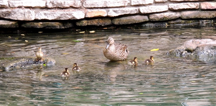 Family of Ducks