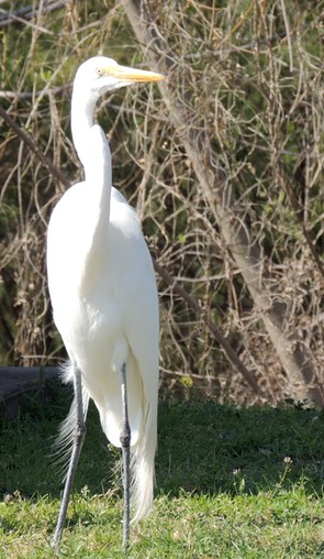 Great Egret at Choke Canynon 2