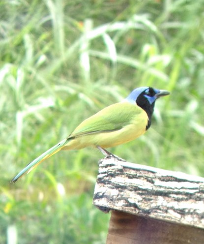 Green Jay