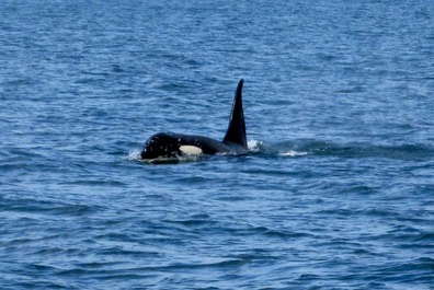 Orca off Friday Harbor