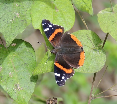 Red Admiral