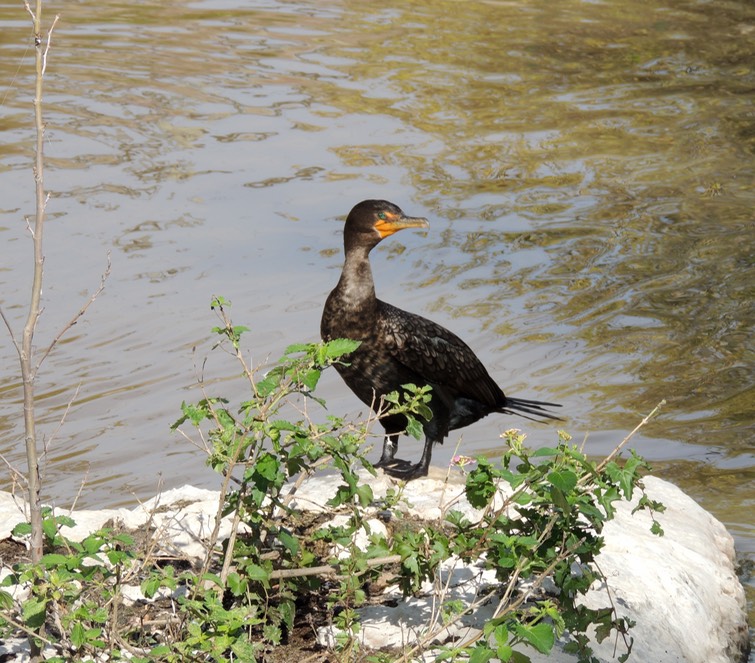 Waterfoul on the Falls
