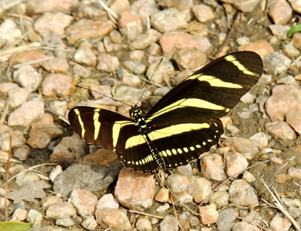 Zebra Heliconian